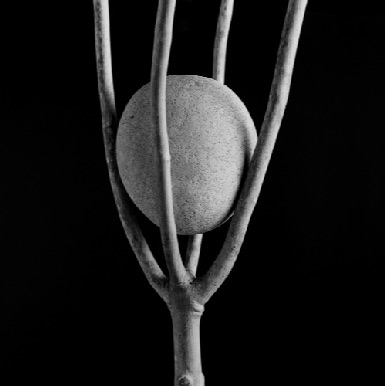 ROCK IN BRANCH